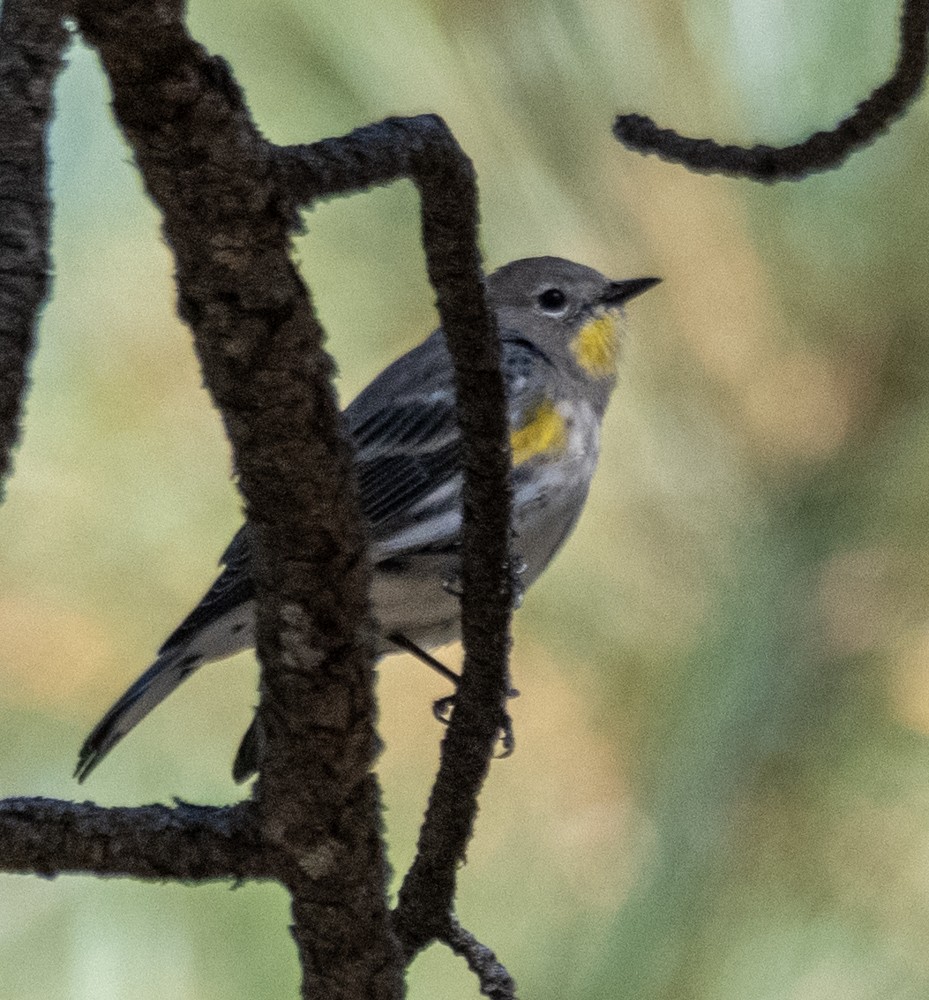 Yellow-rumped Warbler (Audubon's) - Carlton Cook
