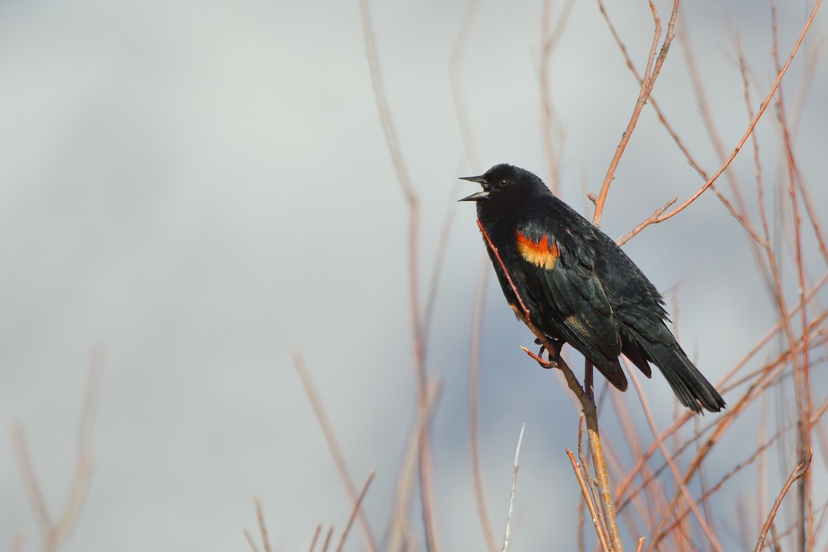 Red-winged Blackbird - Victor & Sophie