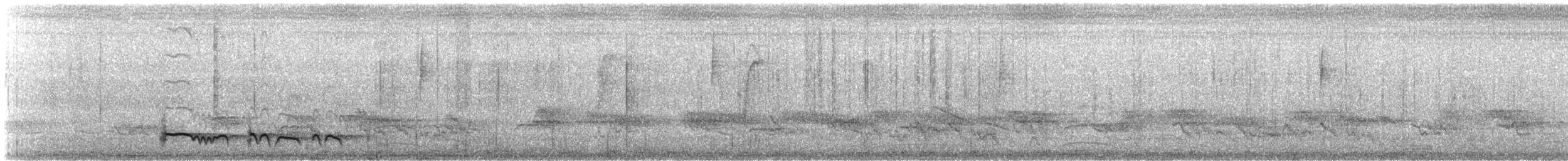 Лінивка-смугохвіст плямистобока (підвид maculatus) - ML608441665