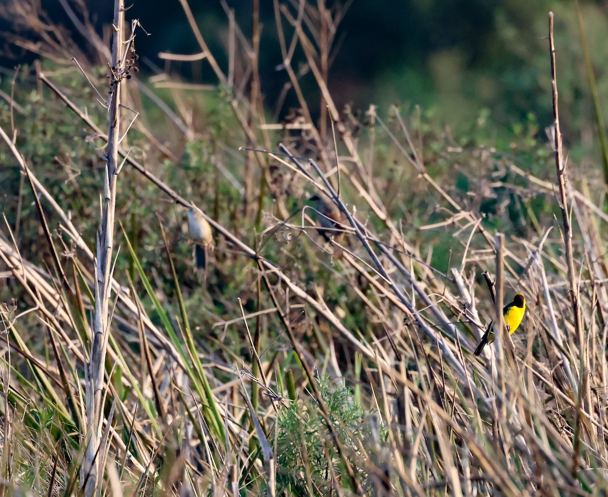 Lesser Grass-Finch - ML608441677