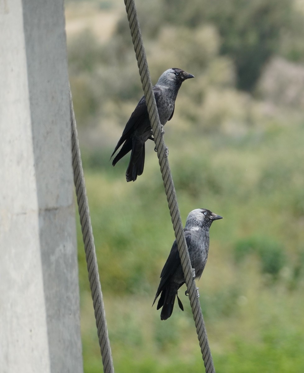 Eurasian Jackdaw - ML608441747