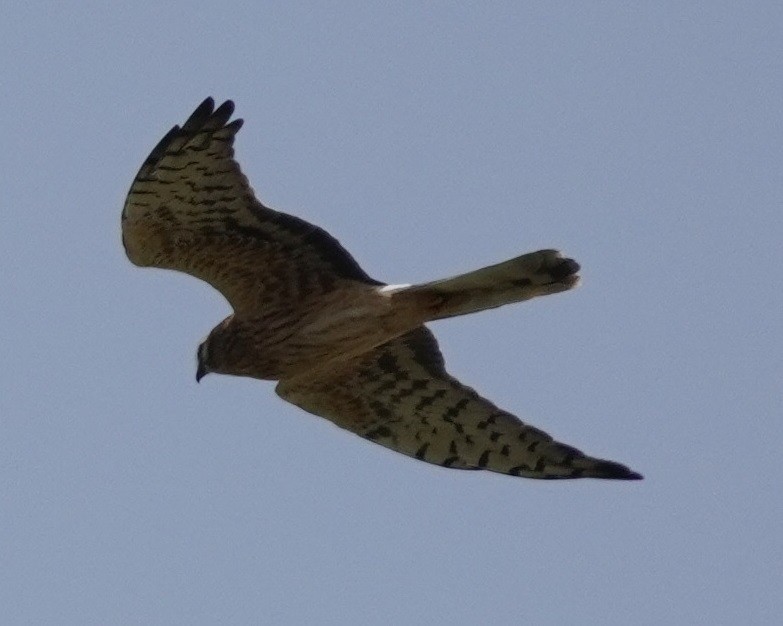 Montagu's Harrier - ML608441800