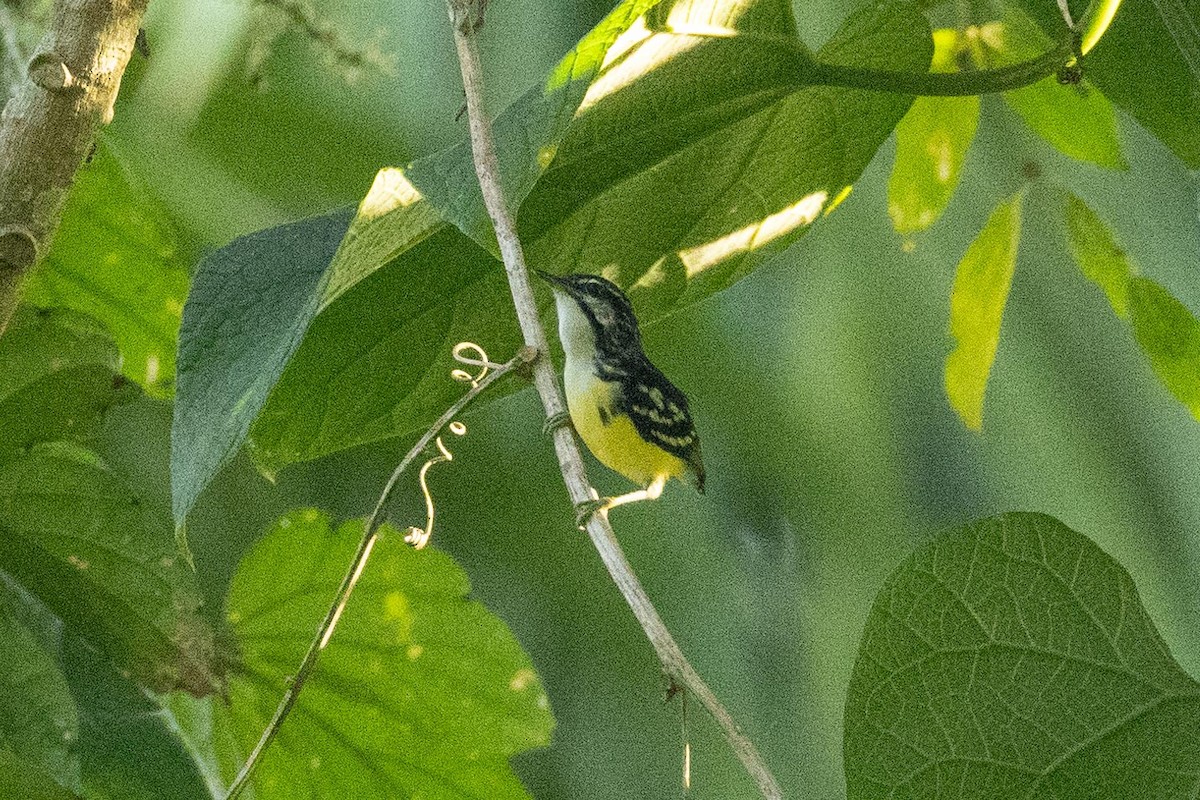 Moustached Antwren - Eric VanderWerf