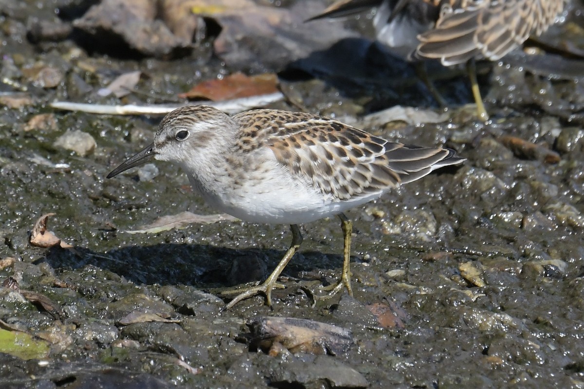 pygmésnipe - ML608441826