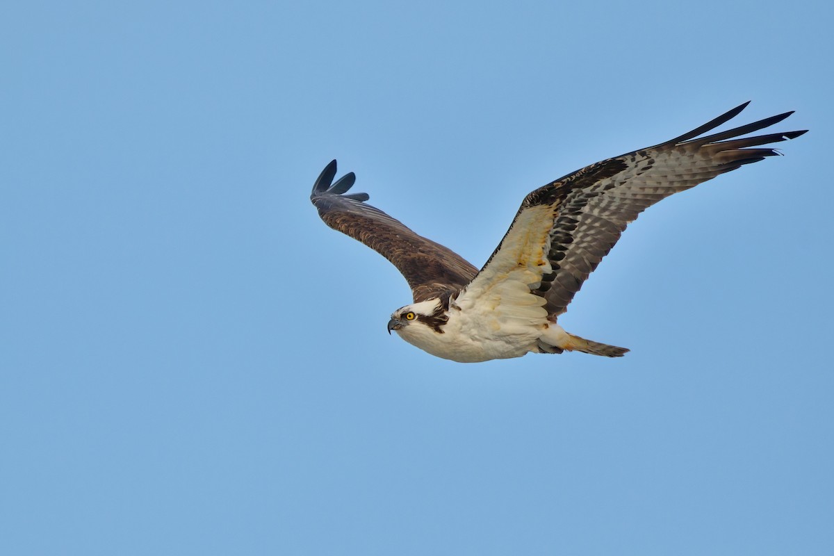 Balbuzard pêcheur - ML608441869