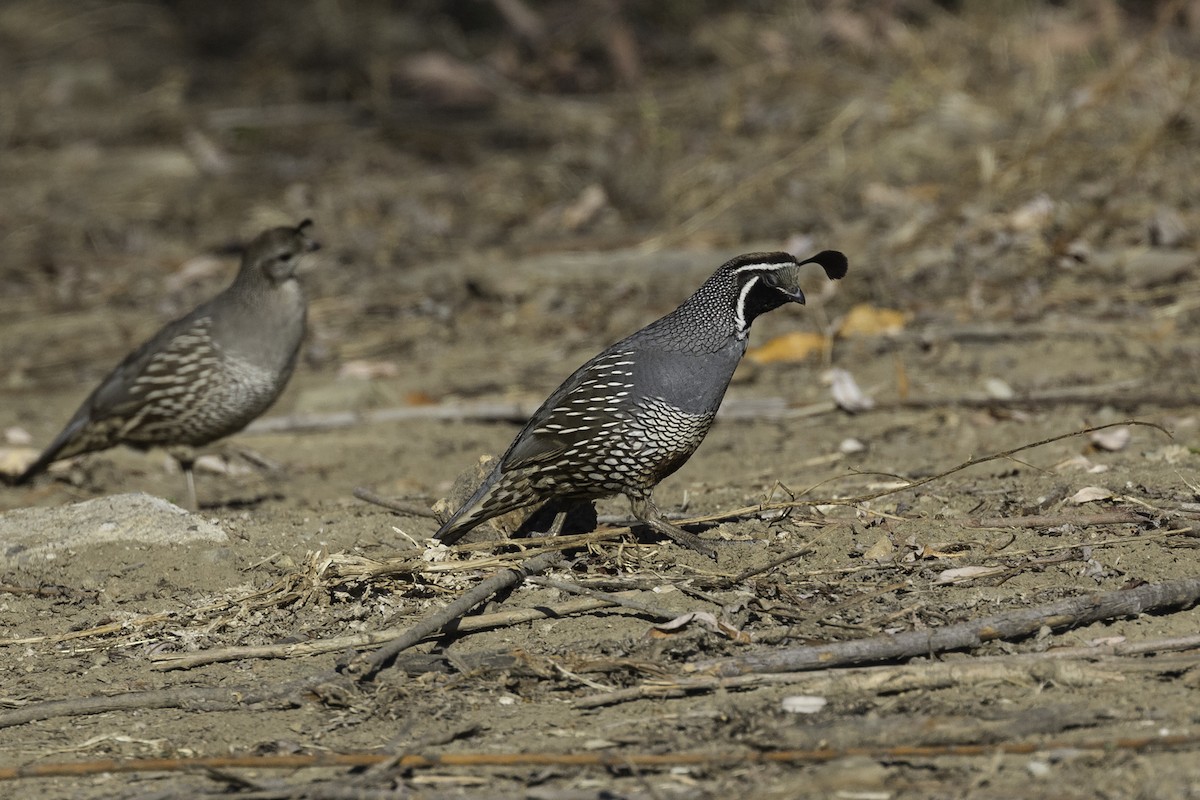 California Quail - Anthony Gliozzo