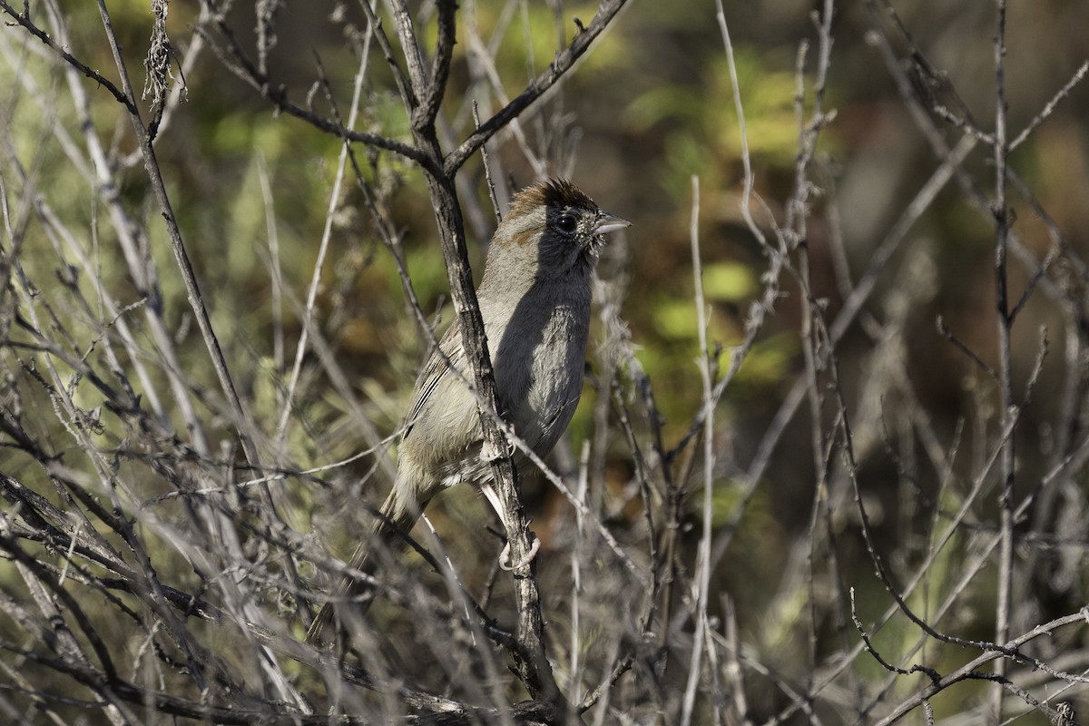 Rufous-crowned Sparrow - ML608441888