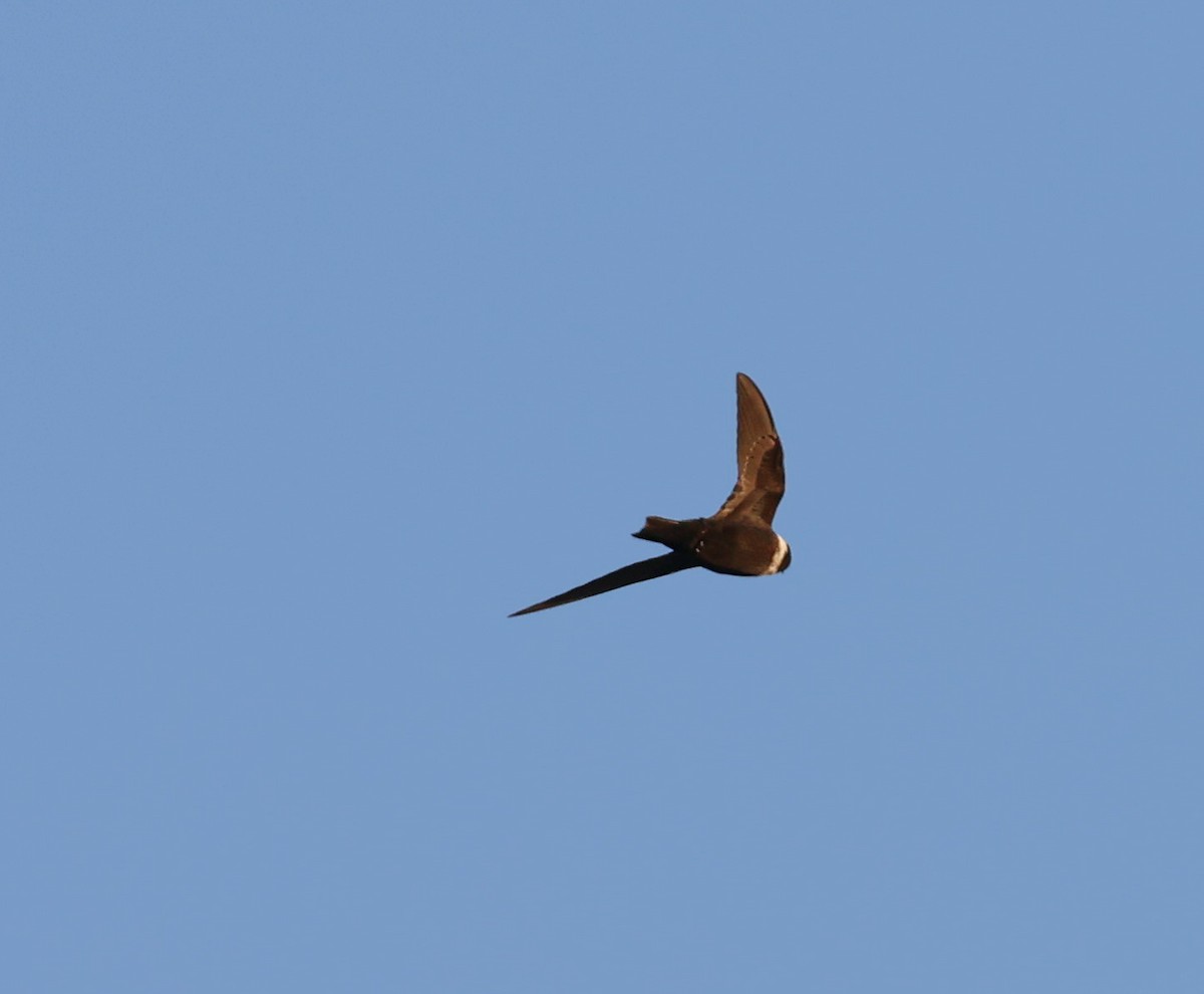 White-collared Swift - ML608441891