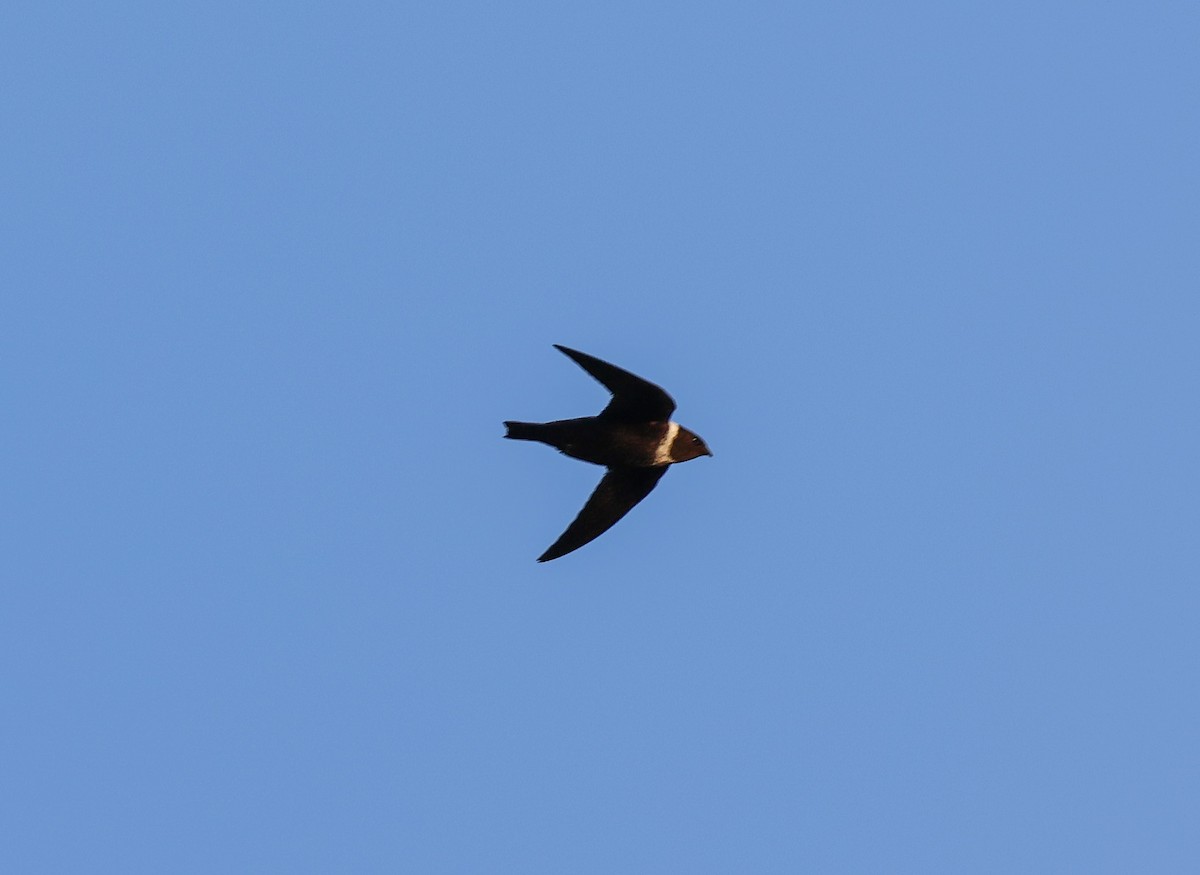 White-collared Swift - ML608441895