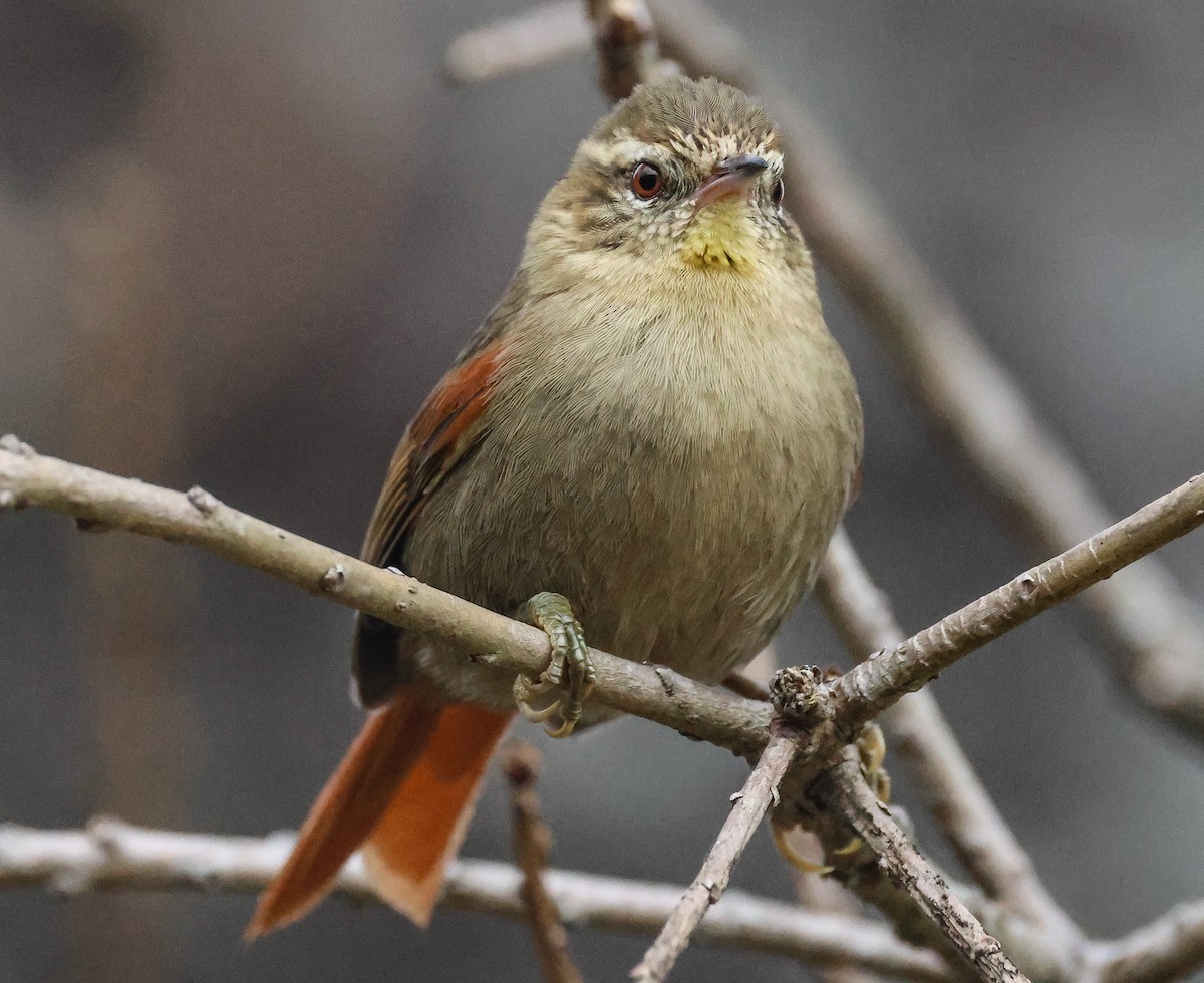 Olive Spinetail - ML608441932