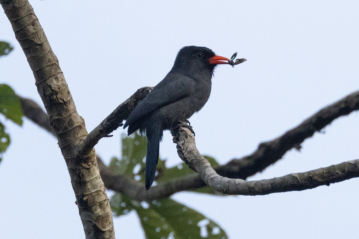 Schwarzstirn-Faulvogel - ML608441967