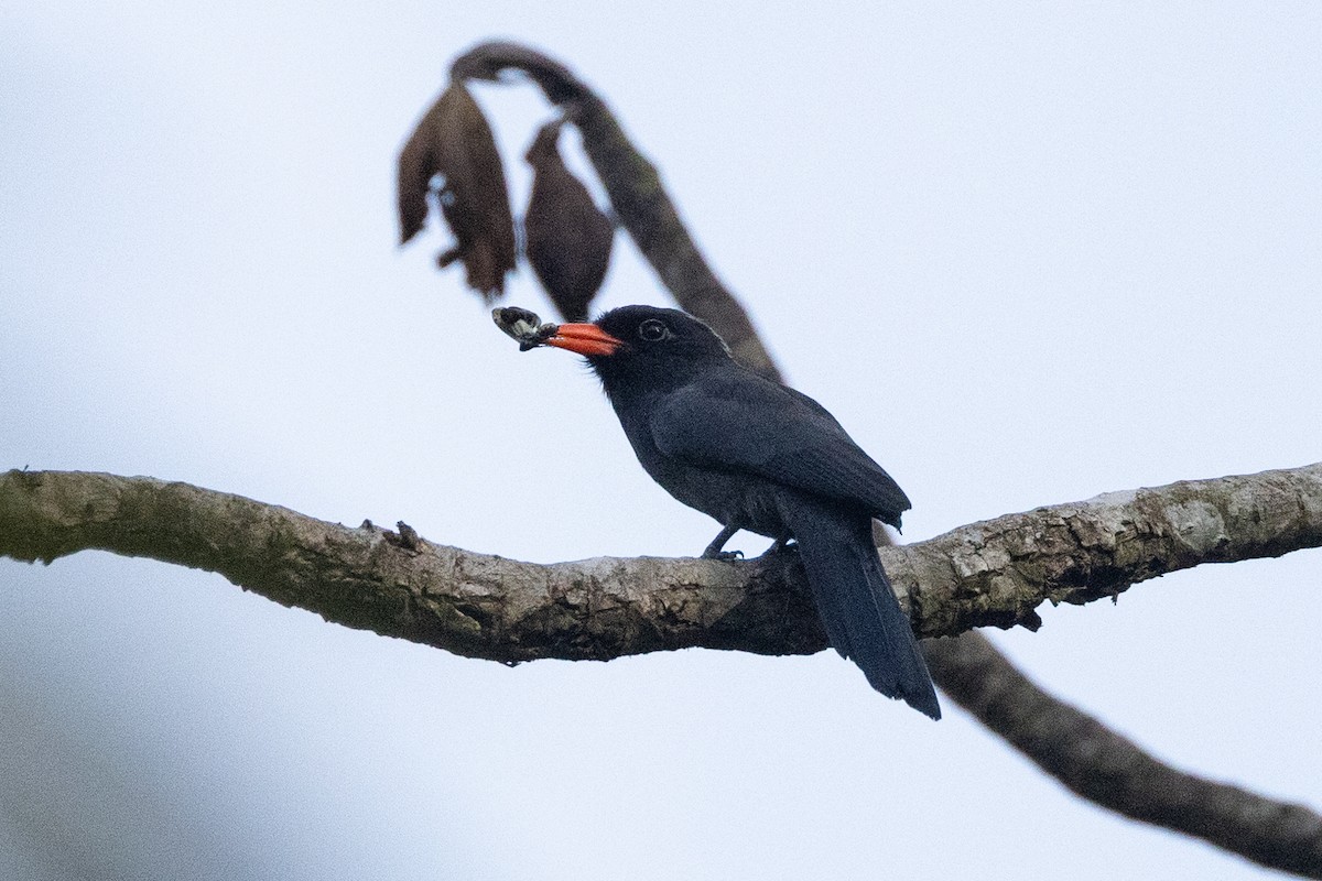 Schwarzstirn-Faulvogel - ML608441971