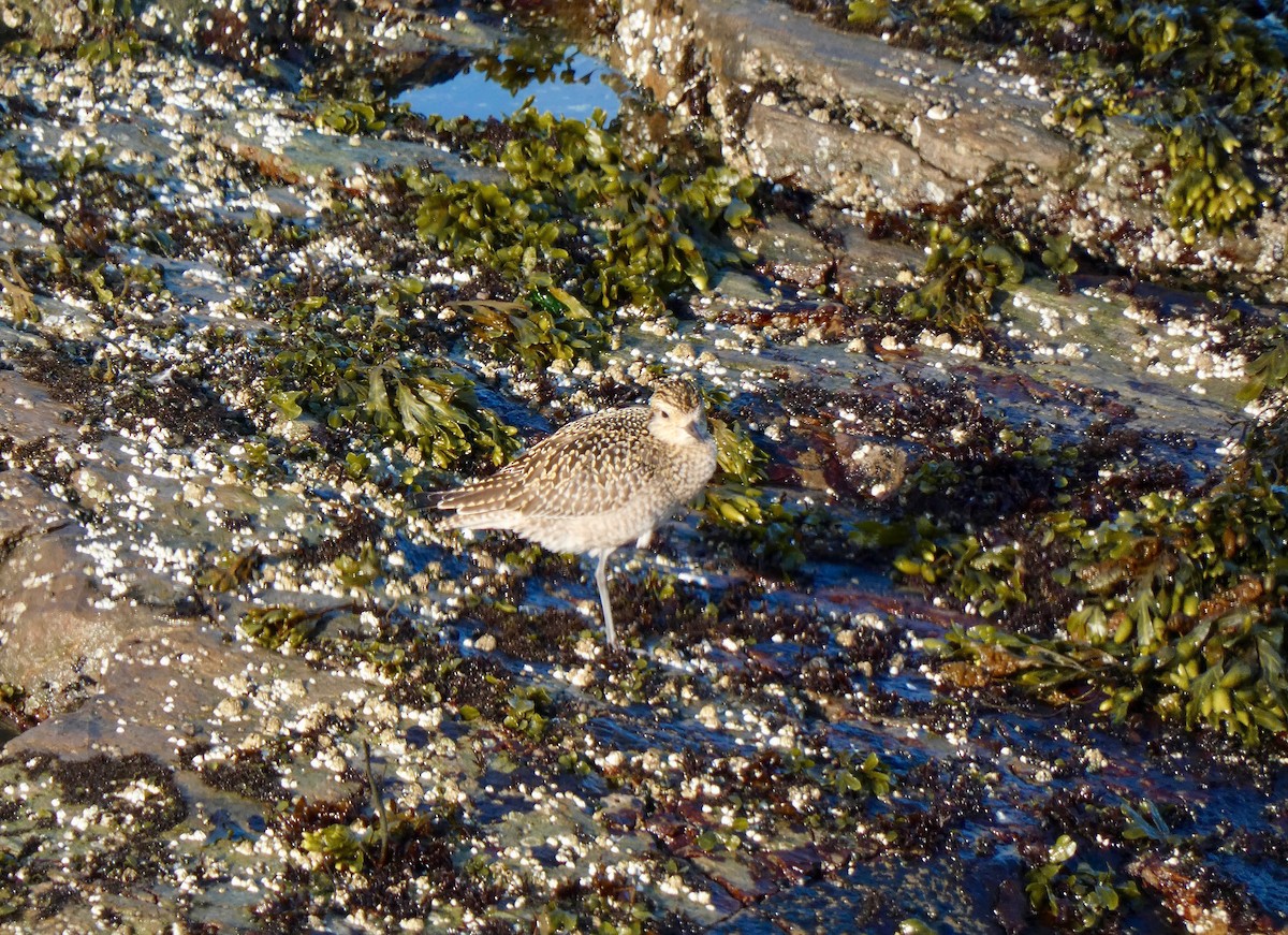 Pacific Golden-Plover - Jannaca Chick