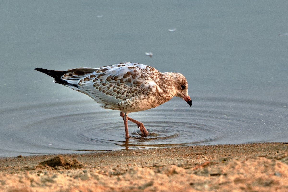 Ring-billed Gull - ML608442110