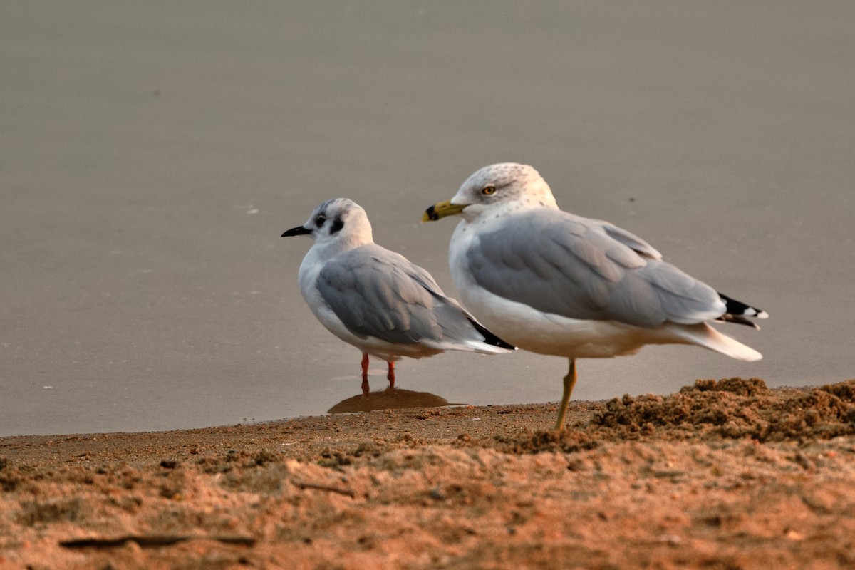 Bonaparte's Gull - Bryan Roset