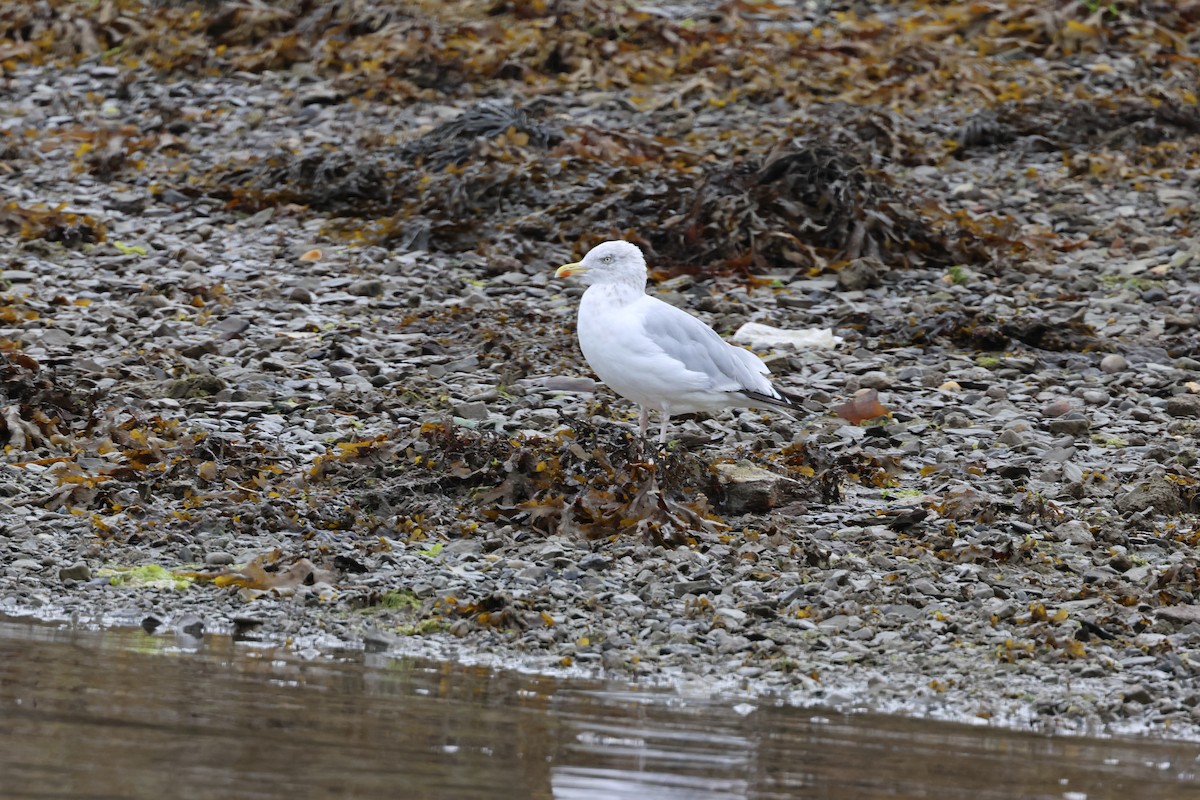 Herring Gull (European) - Tim Ward