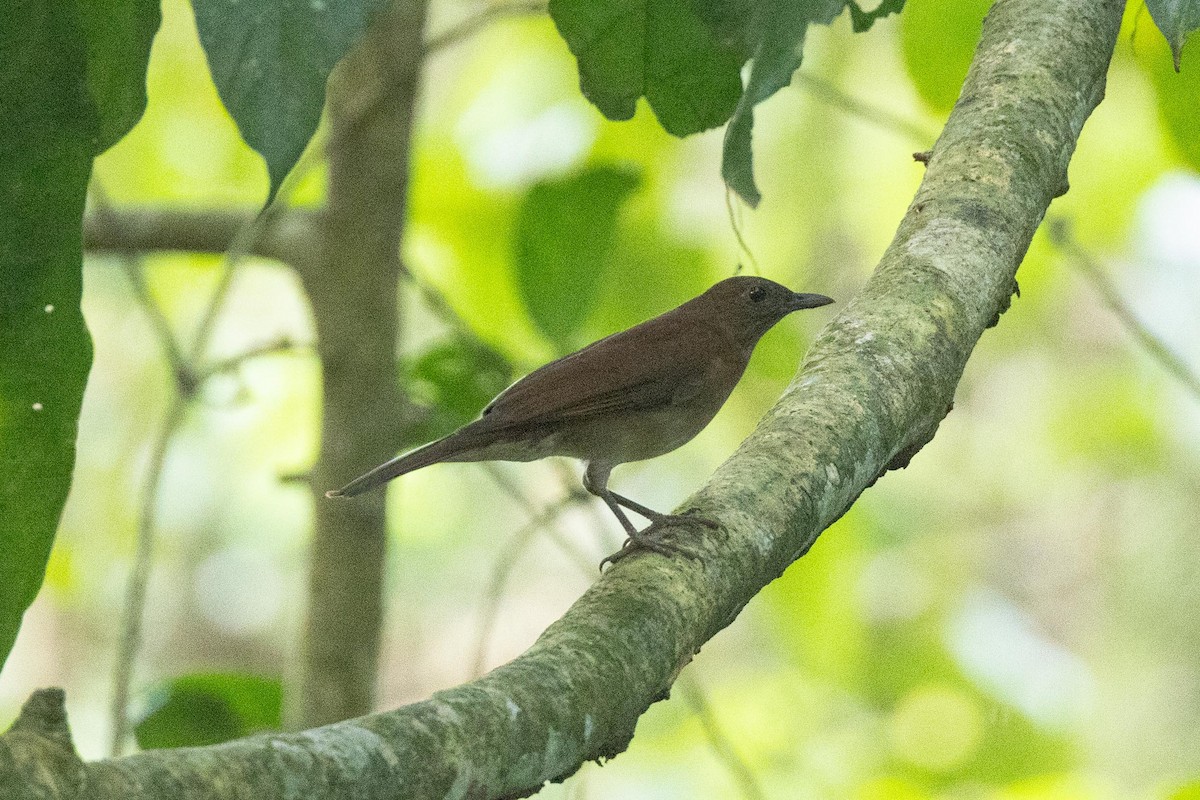 Hauxwell's Thrush - Eric VanderWerf