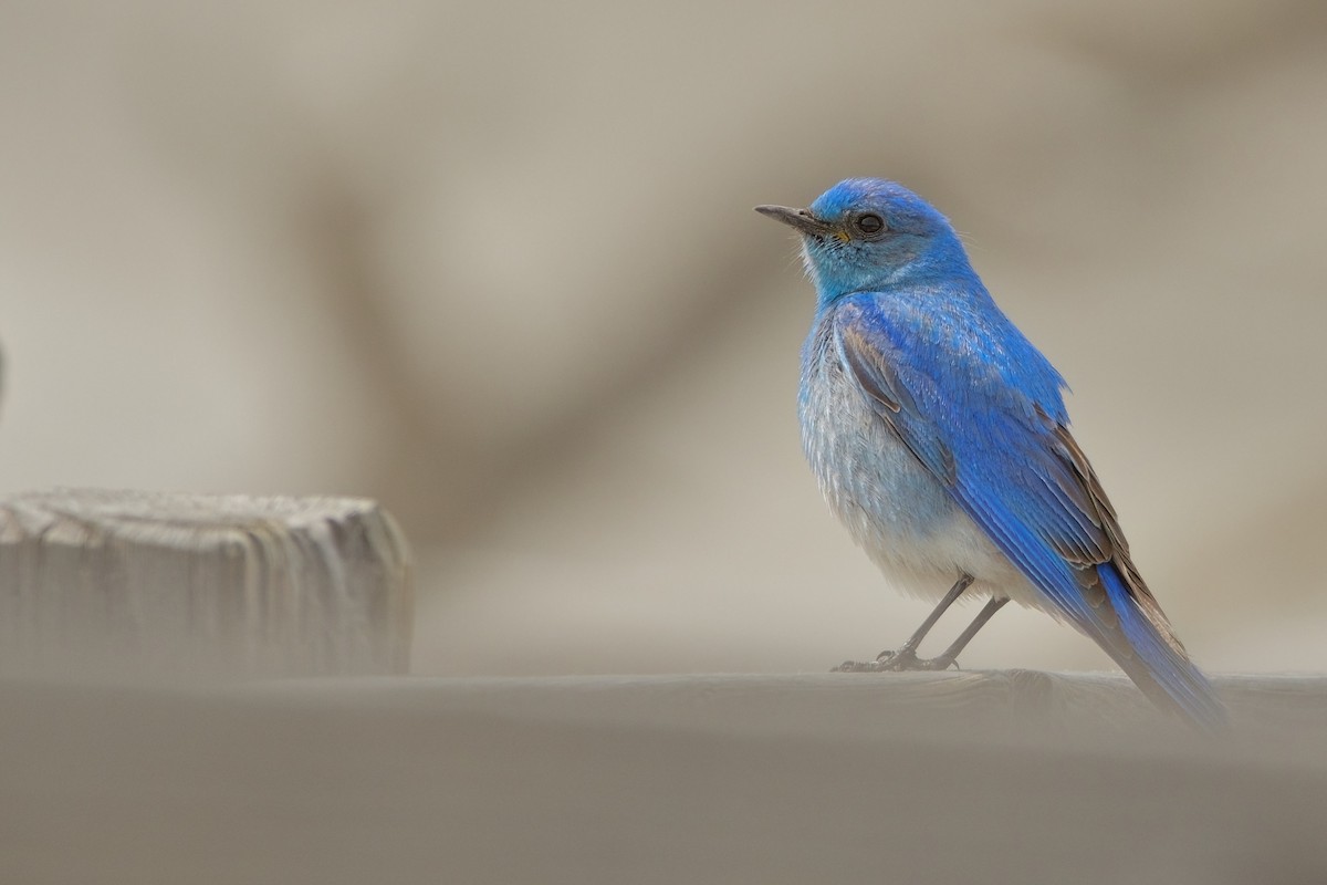 Mountain Bluebird - ML608442203