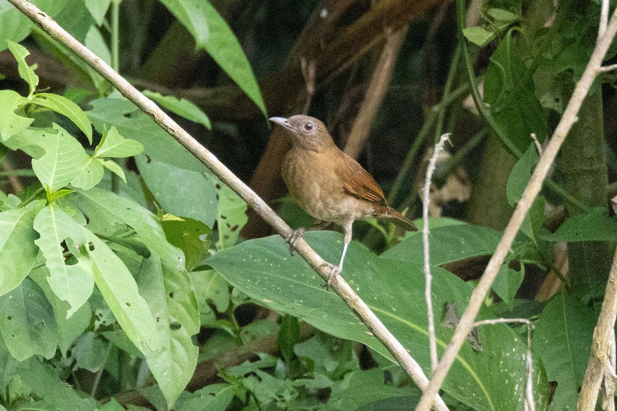 Hauxwell's Thrush - ML608442207