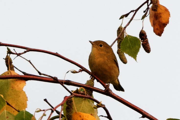 Yellow Warbler - Bryan Roset