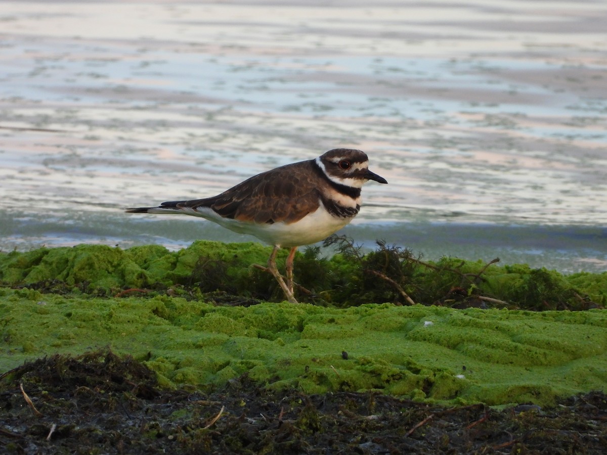 Killdeer - ML608442289