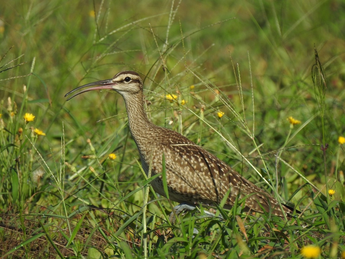 Whimbrel - robert lethco