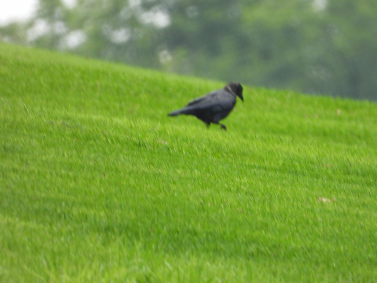 American Crow - ML608442316