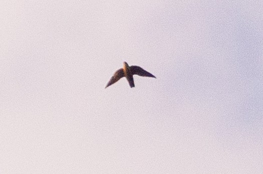 Chimney Swift - ML608442437