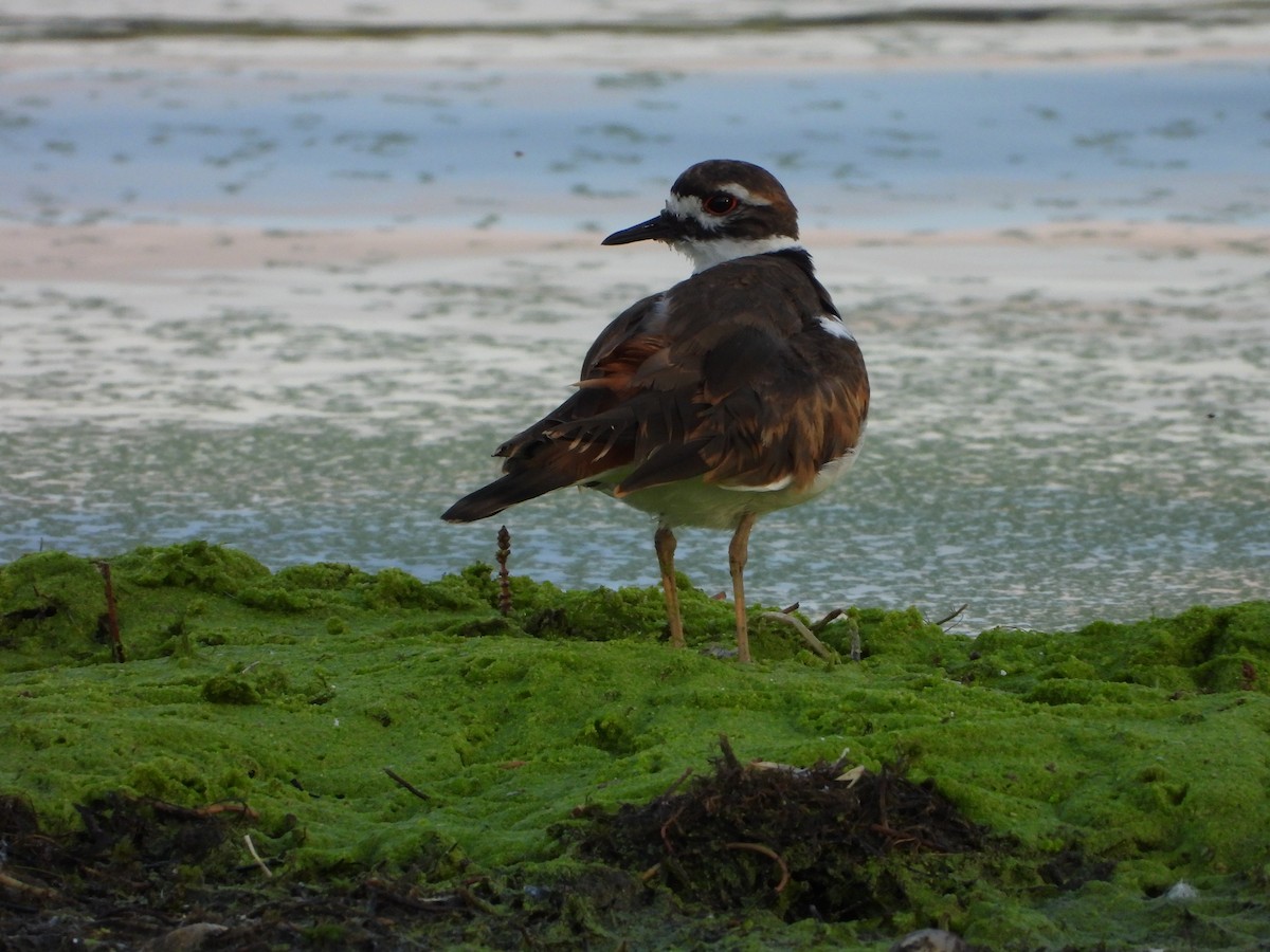 Killdeer - ML608442456