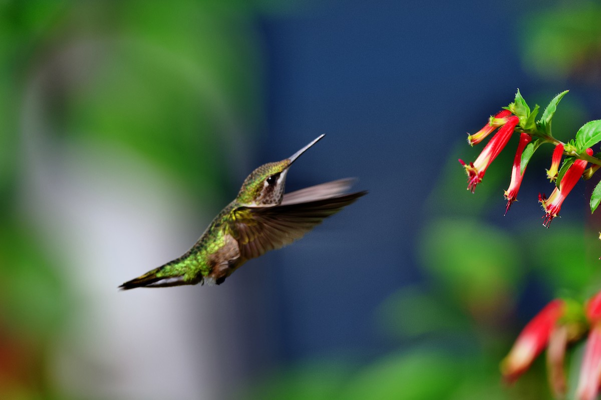 Ruby-throated Hummingbird - Bryan Roset