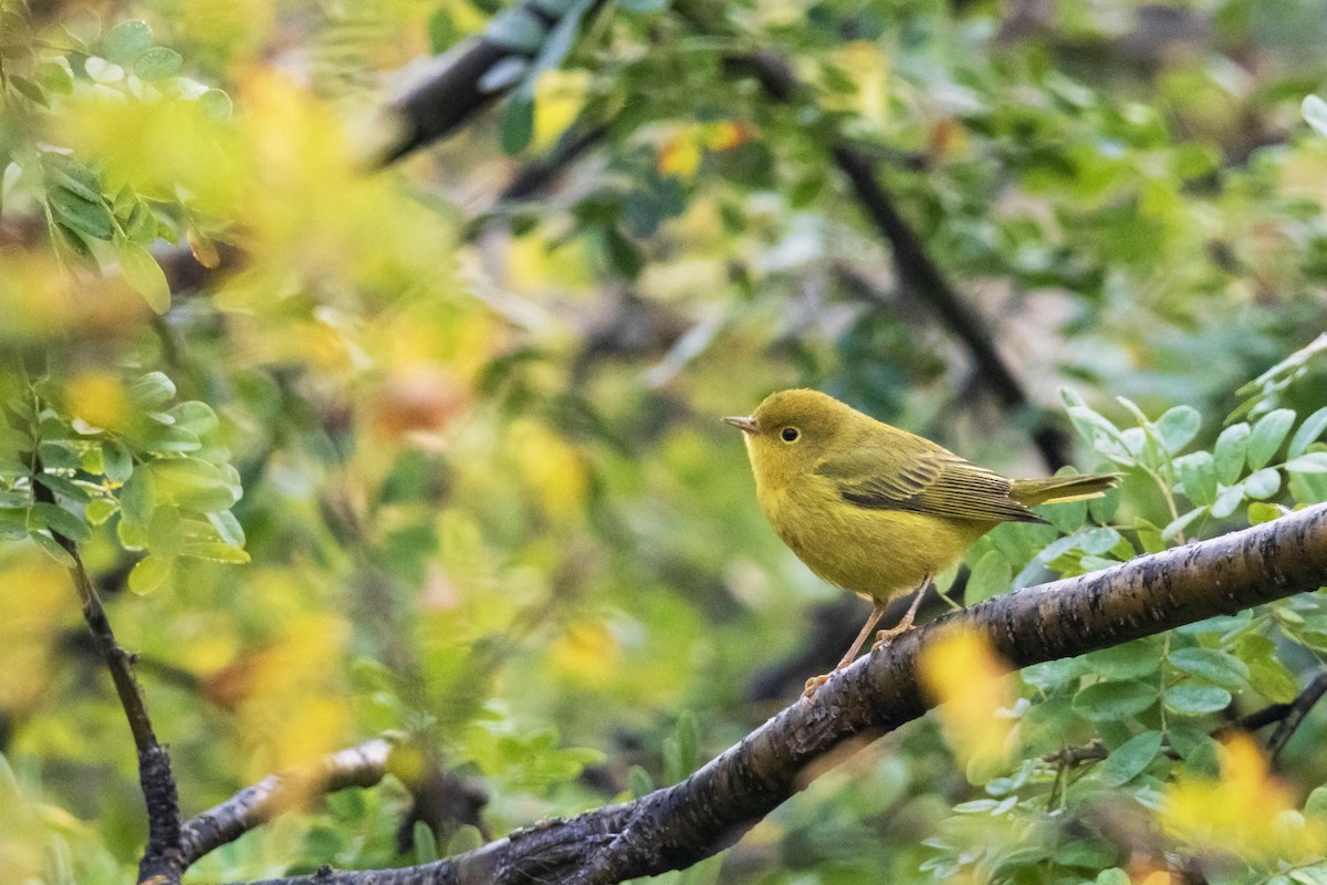 Yellow Warbler (Northern) - ML608442560