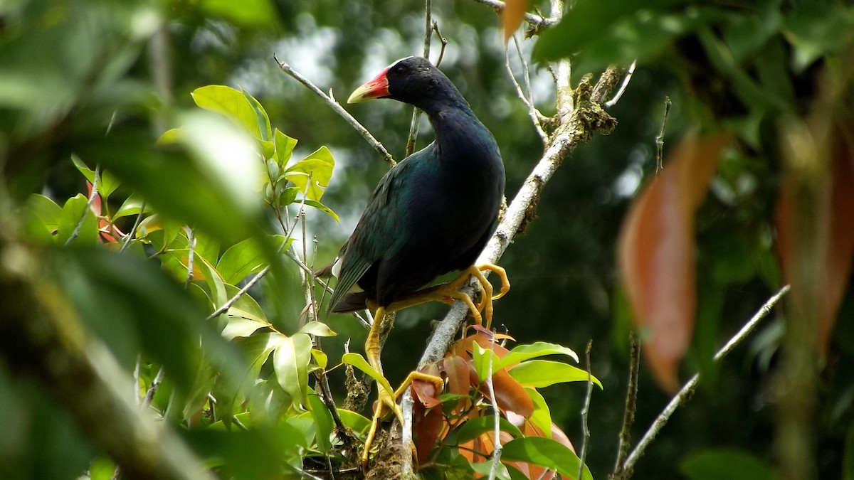 Purple Gallinule - Enrique Salicetti