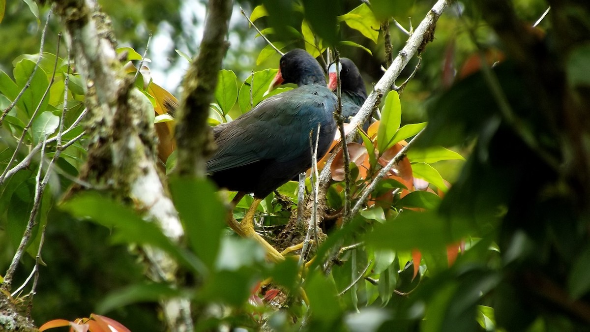 Purple Gallinule - Enrique Salicetti