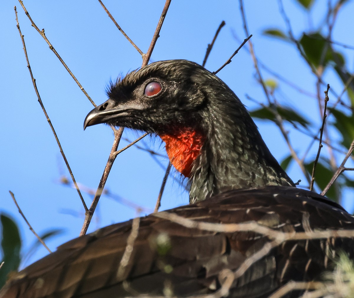 Dusky-legged Guan - ML608442731