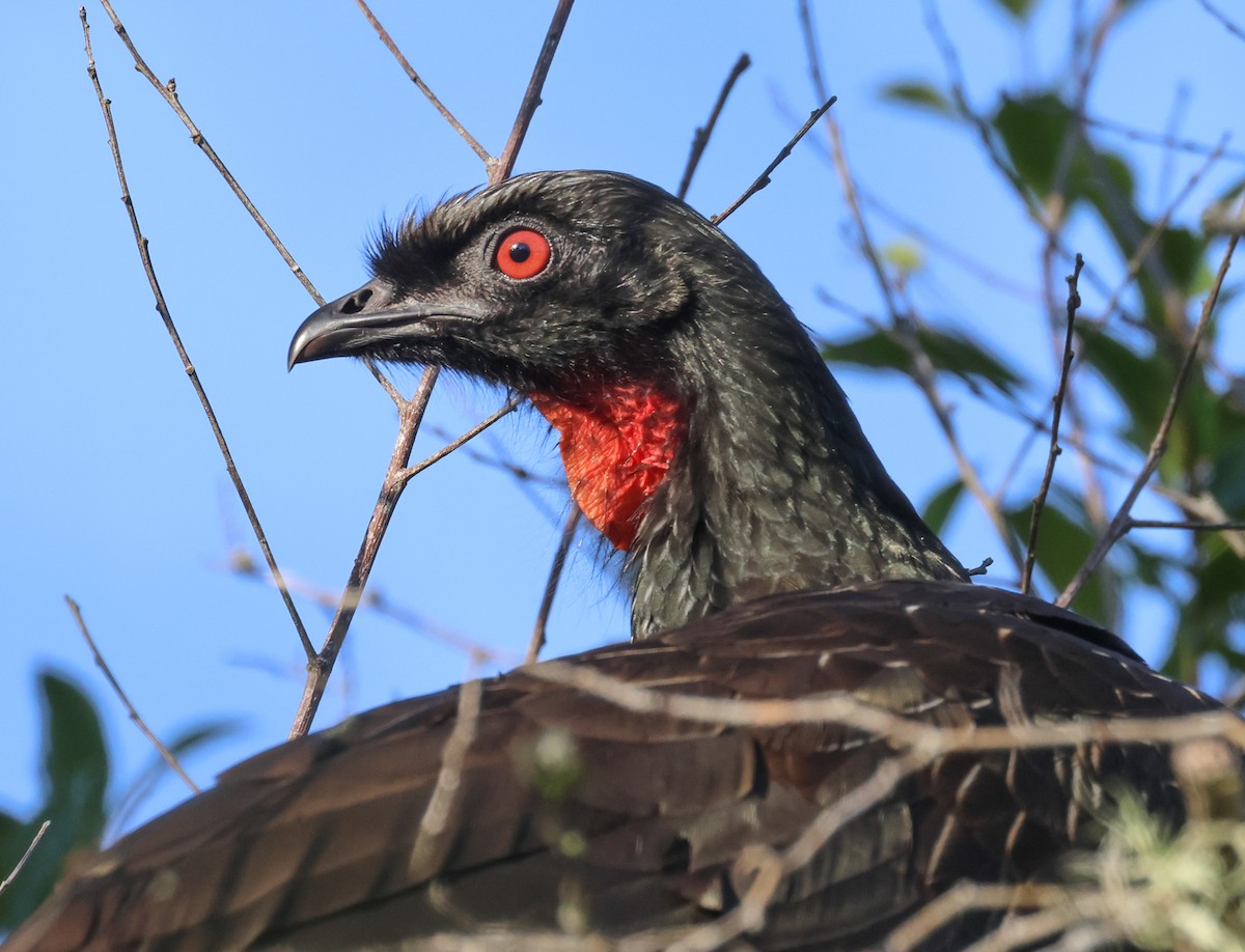 Dusky-legged Guan - ML608442732