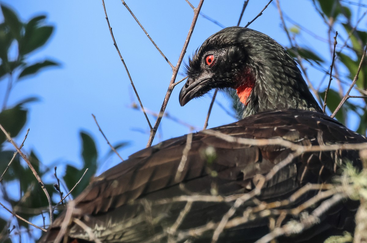 Dusky-legged Guan - ML608442733