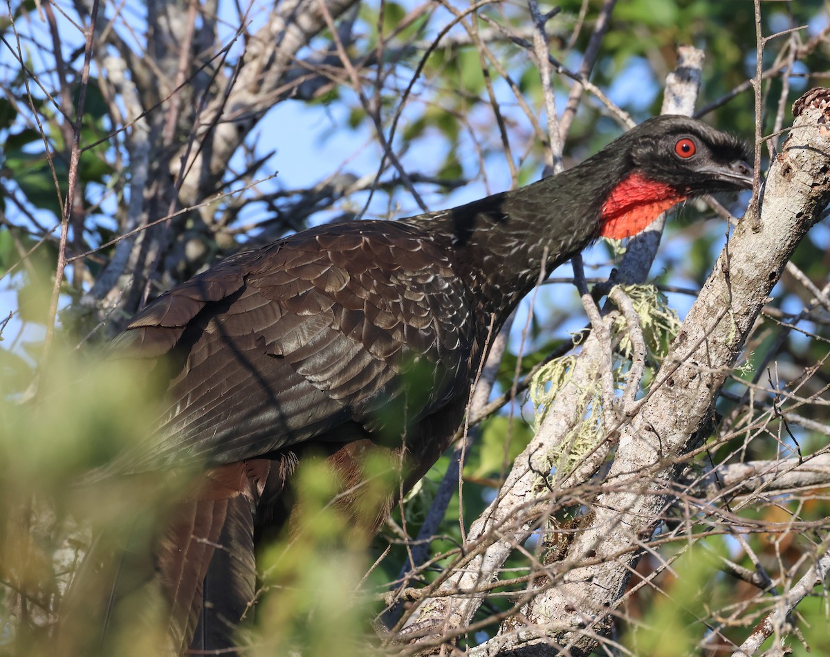 Dusky-legged Guan - ML608442737