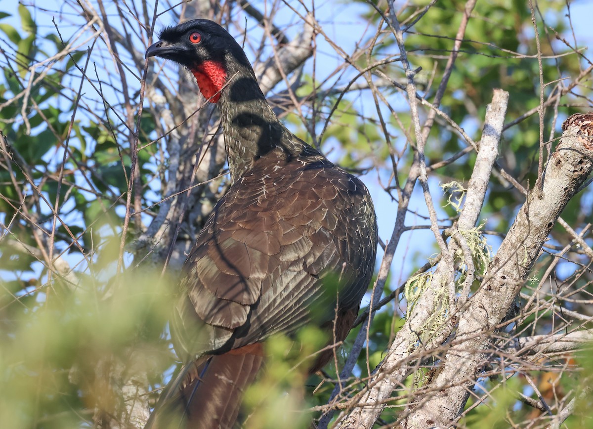 Dusky-legged Guan - ML608442739