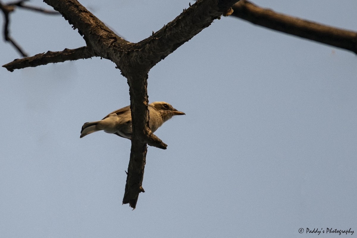 Common Woodshrike - ML608442788