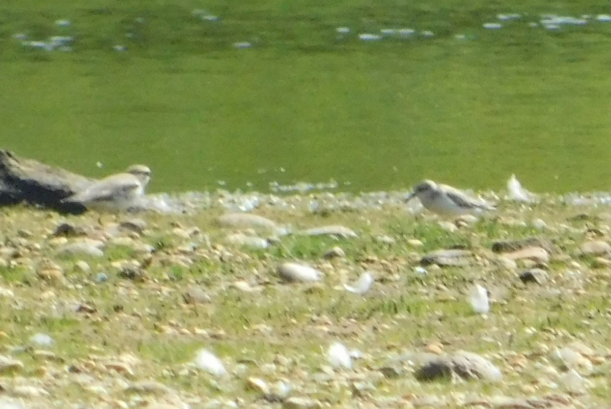 shorebird sp. - Eddie Politz