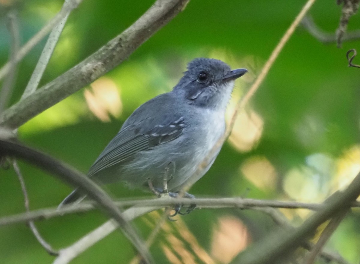 Plain Antvireo - ML608442960