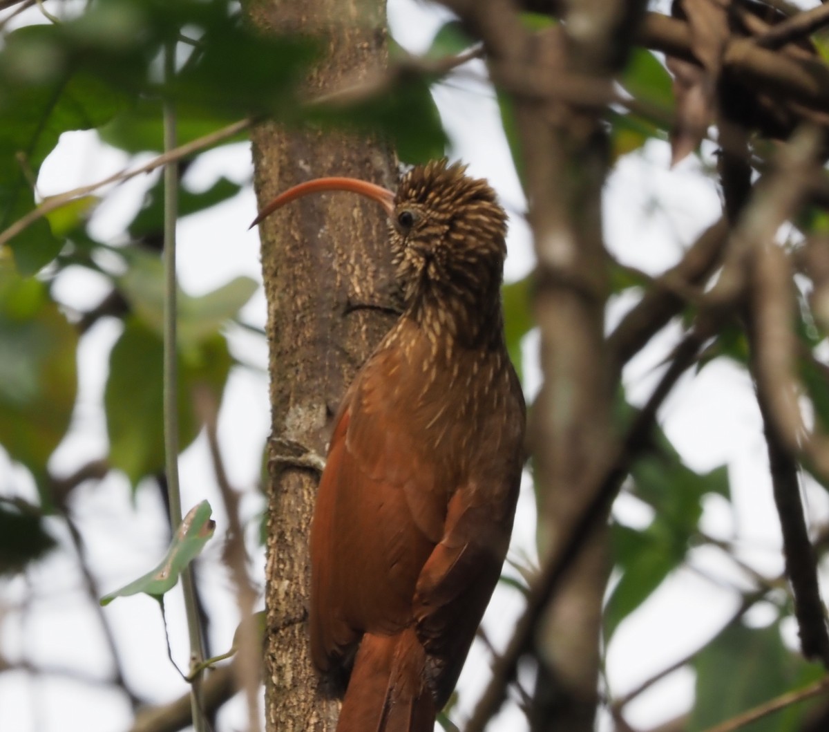 Red-billed Scythebill - ML608442970