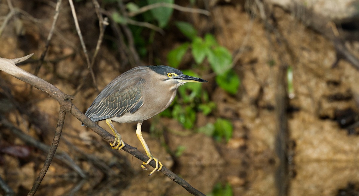 Striated Heron - ML608442978