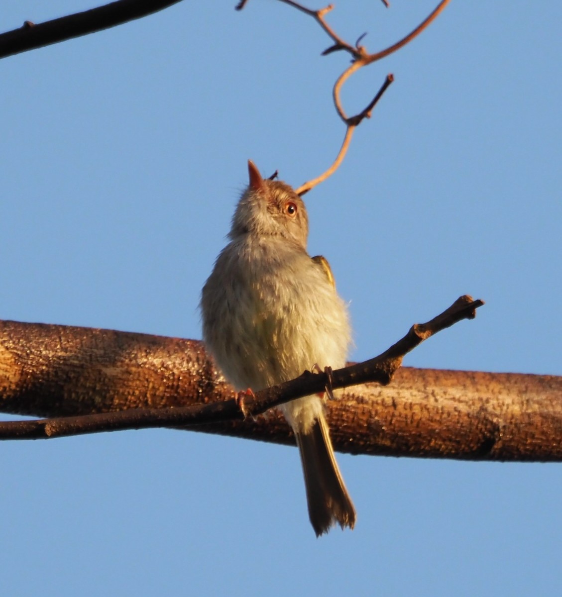 Pearly-vented Tody-Tyrant - ML608442980