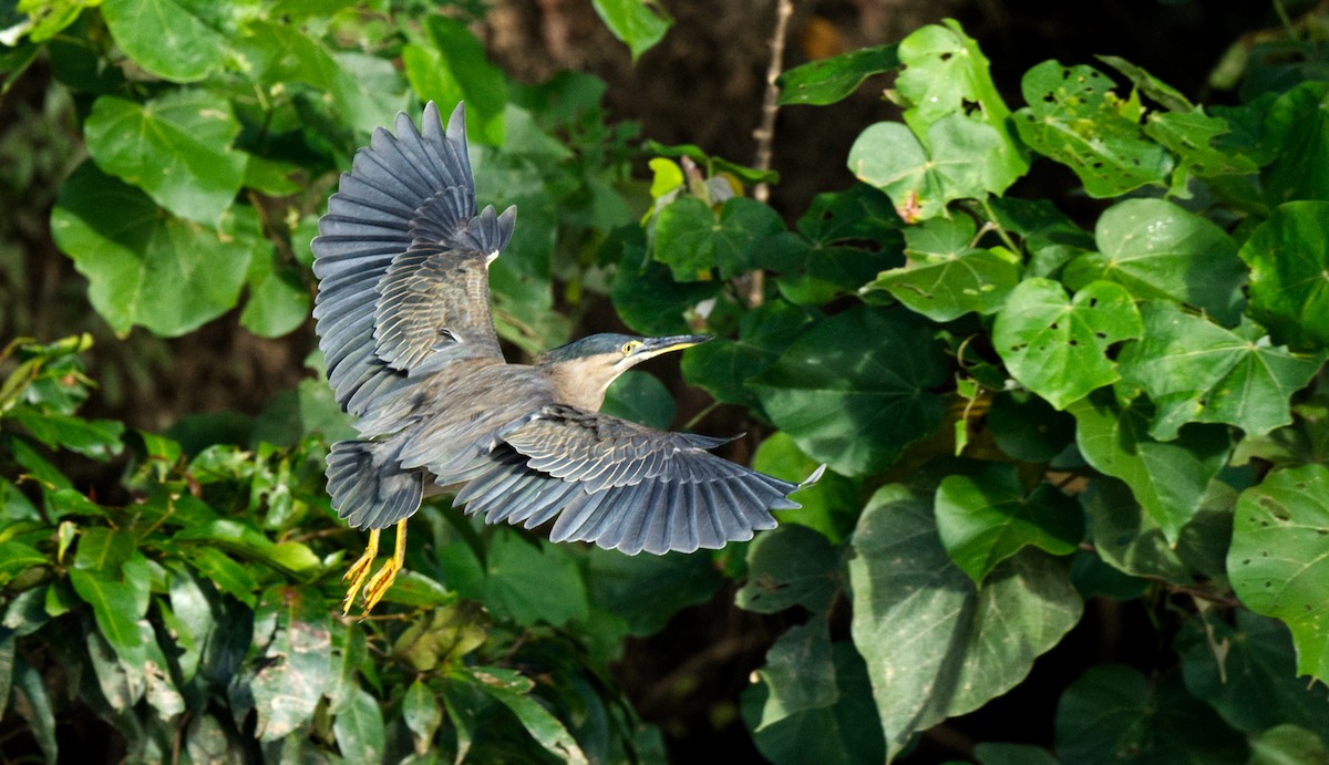 Striated Heron - ML608442991