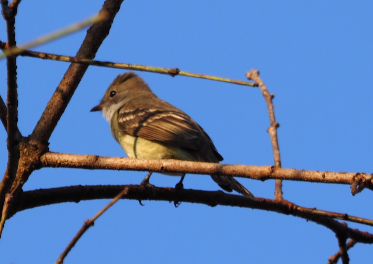 Large Elaenia - ML608442998