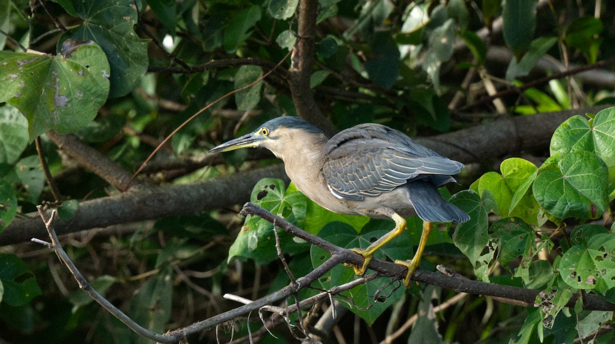 Striated Heron - ML608443014