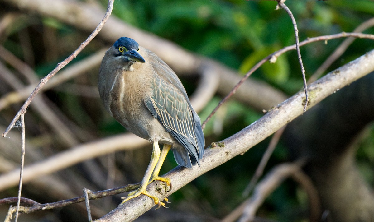 Striated Heron - ML608443017