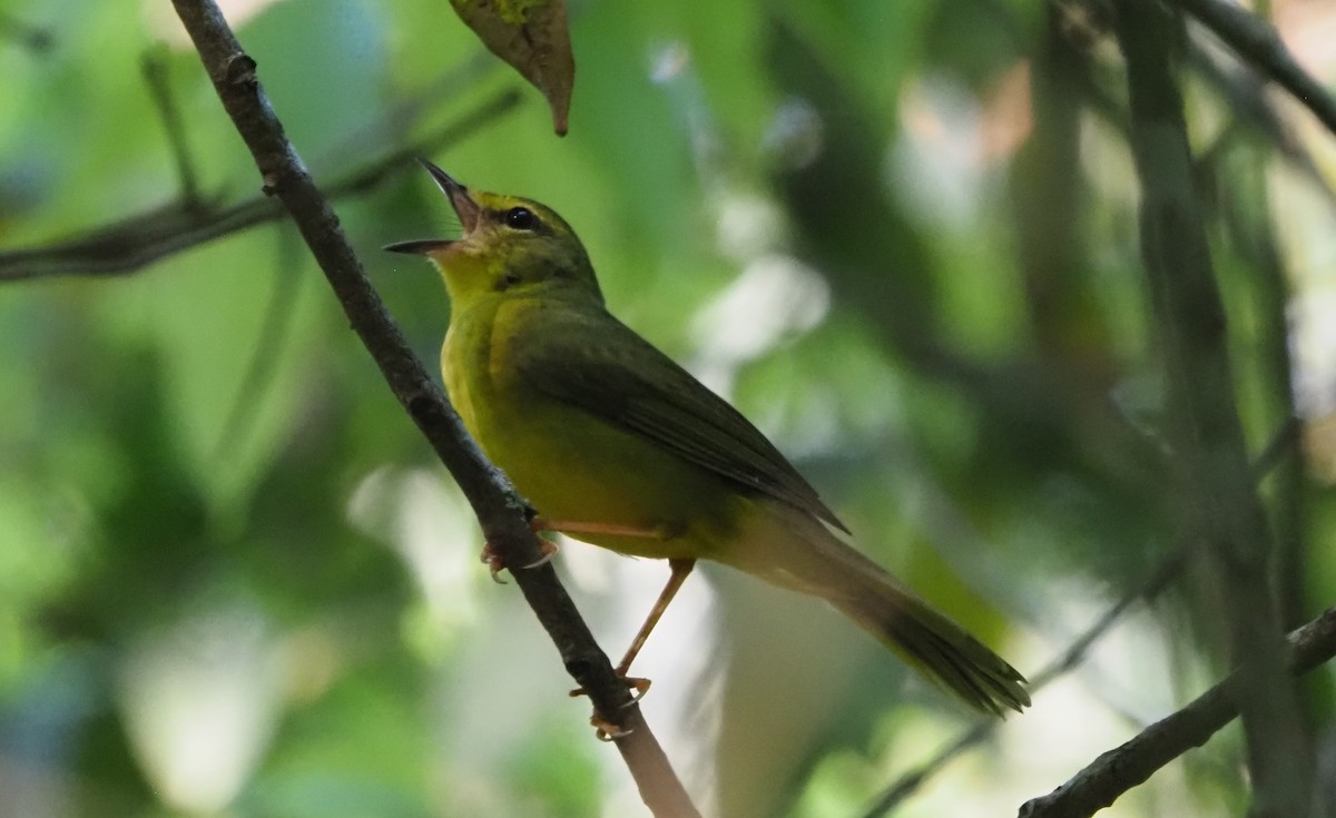 Flavescent Warbler - ML608443037