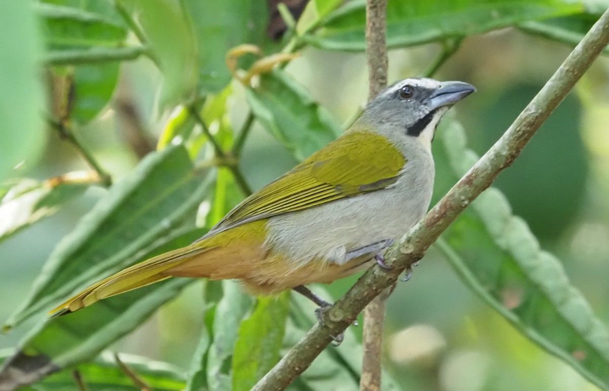 Buff-throated Saltator - ML608443070